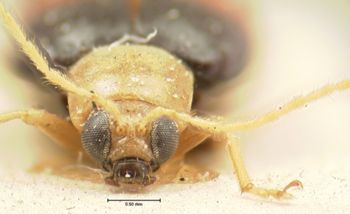 Media type: image; Entomology 18460   Aspect: head frontal view